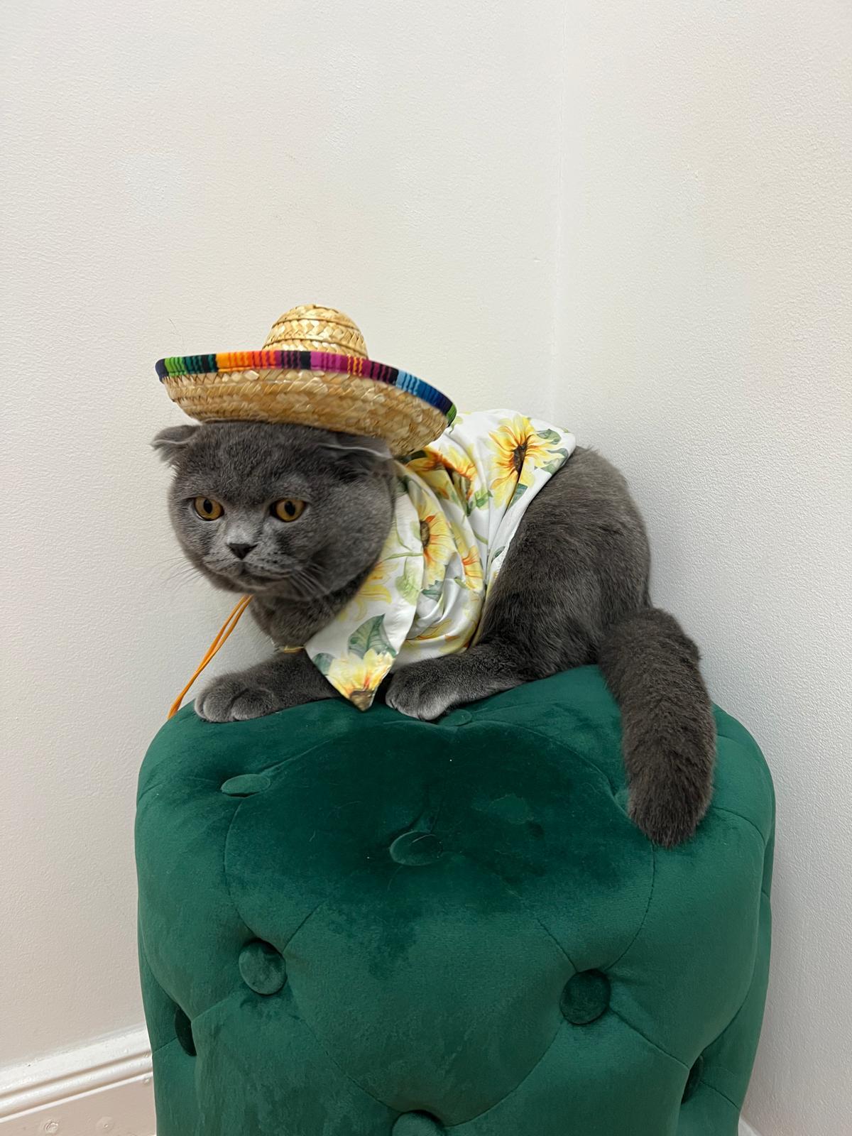 Der Kater, der das El-Gatito-Logo inspirierte